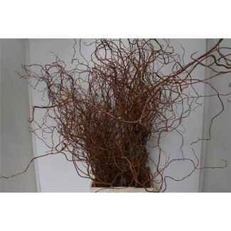 Freshy Salix Overig per Bos