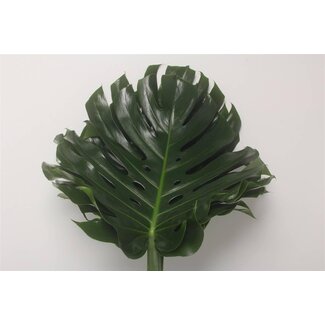 Freshy Monstera Blad Impatiens 45cm