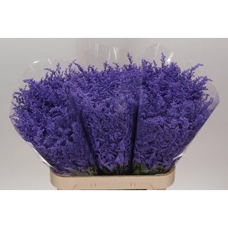 Freshy Solidago Kleurbehandeld Lila