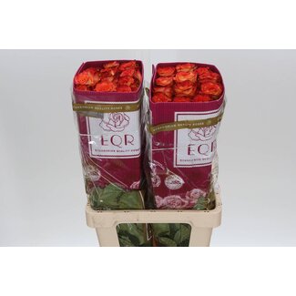 Freshy R Eq High & Magic