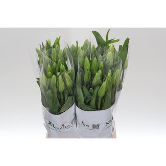 Freshy Tu. En Maureen (frans)