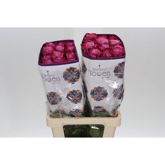 Freshy R Eq Deep Purple