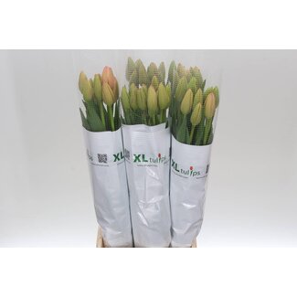 Freshy Tu. En Jumbo Beauty (frans)