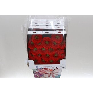 Freshy Ge Aqua .racket Mi Pomponi Amore