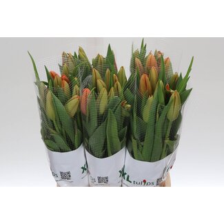 Freshy Tu. En Avignon (frans)