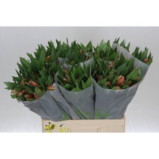 Freshy Alst.kort Estee