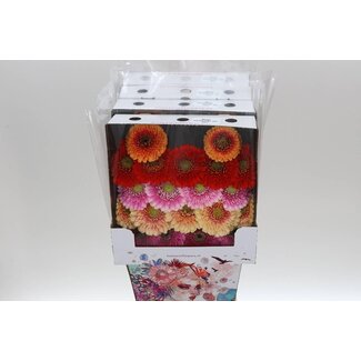 Freshy Ge Aqua .racket Mi Pomponi op Rij Gemengd