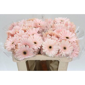 Freshy Germini. Aqua Macaron x20