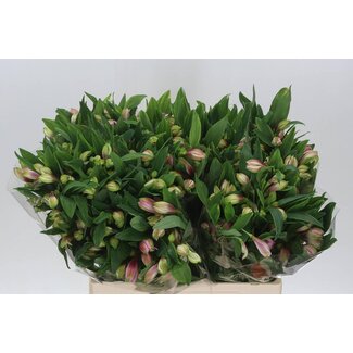 Freshy Alst.kort Elegance