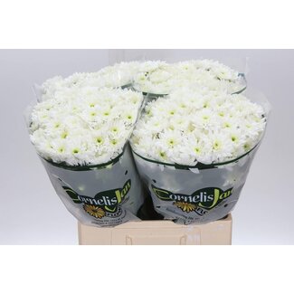 Freshy Chr Aqua T Altaj