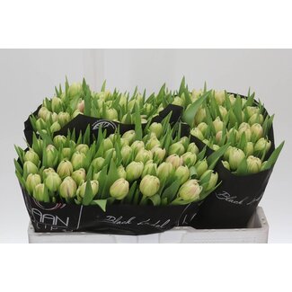 Freshy Tulp dubbel Flaming Margarita