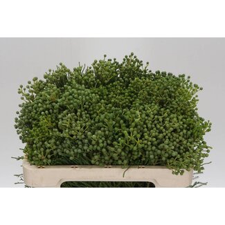 Freshy Berzelia Abrotanoides