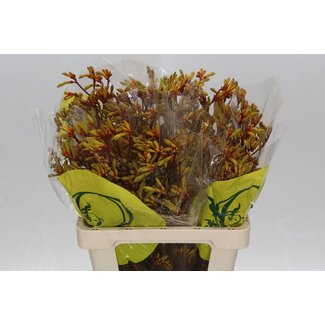 Freshy Anigozanthos Orange Velvet