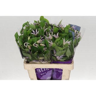 Freshy Clematis Amazing Miami