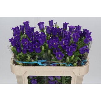 Freshy Campanula M Champion Blue