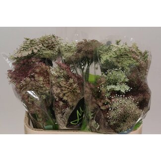 Freshy Daucus Carota 'dara