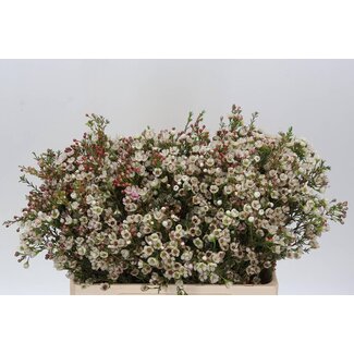 Freshy Chamelaucium Un Jupite Moon