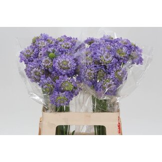 Freshy Scabiosa At Lavendel Scoop