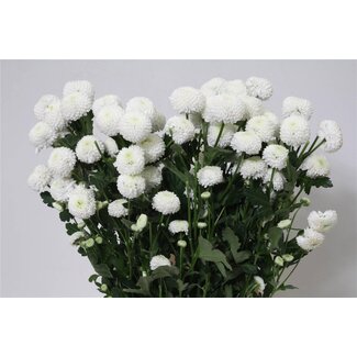 Freshy Chrysant T Newton