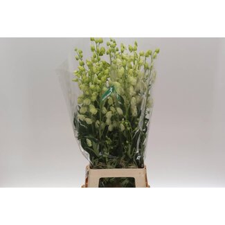 Freshy Aconitum Na Album