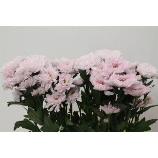 Freshy Chrysant T Commander Pink