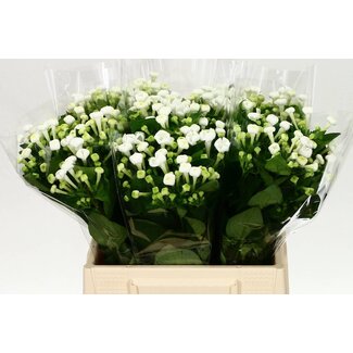 Freshy Bouvardia enkel White Sensation