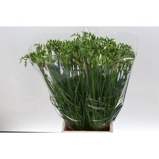 Freshy Freesia enkel Blue Moon