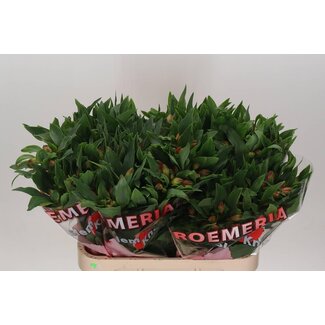 Freshy Alstroemeria Estee