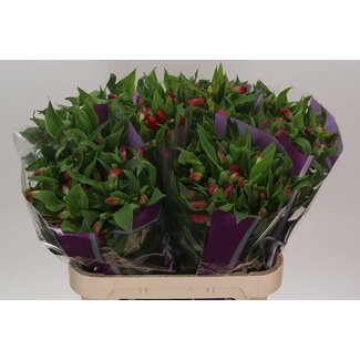 Freshy Alstroemeria Tania