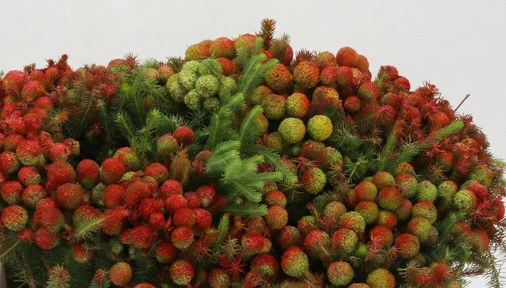 Verspielte  Köpfchen für Ihre B2B Kreationen | B2B Flowers