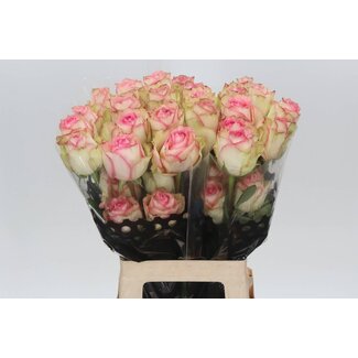 Freshy R Eq Esperance