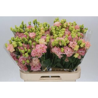 Freshy Eustoma Gevuld Alissa Champagne