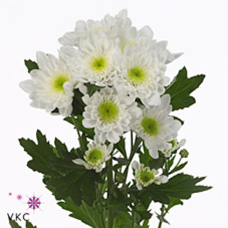 Freshy Chrysant T Radost