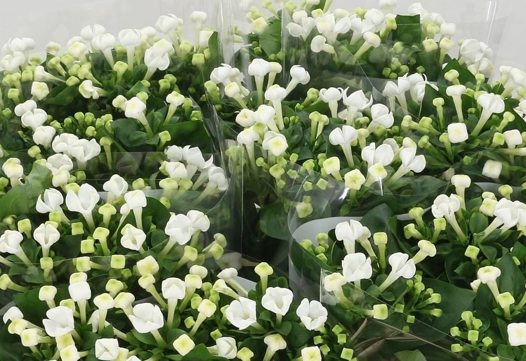 Bouvardia: Elegante Dolden für B2B | B2B Flowers