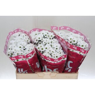 Freshy Chrysant santini Lassie