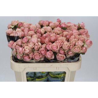 Freshy R tros Destini