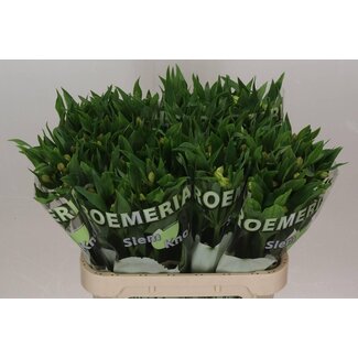 Freshy Alstroemeria White Swan