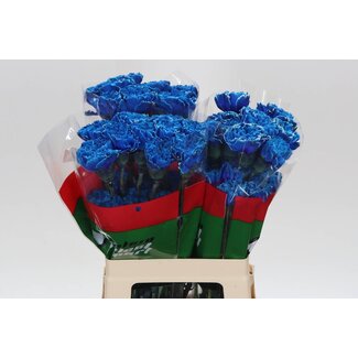 Freshy Anjer Lang Geverfd Molly Blue