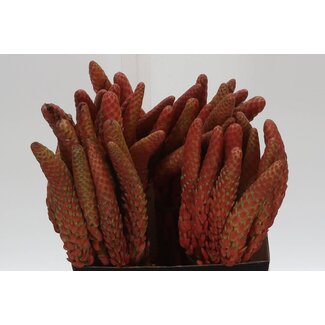 Freshy Aloe Arborescens