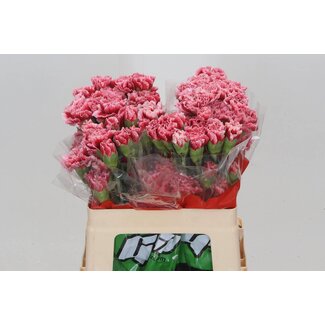 Freshy Anjer Kort Cheerio