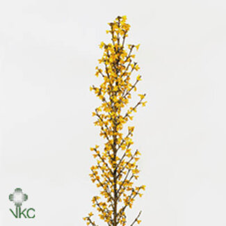 Freshy Forsythia I Spectabilis