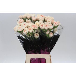 Freshy Anjer Lang Apple Tea