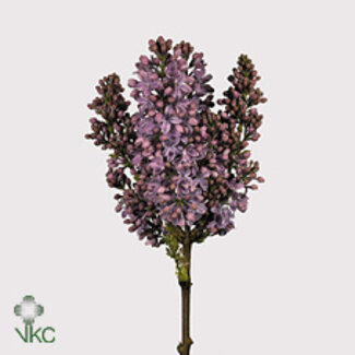 Freshy Sering Ruhm Von Horstenstein 4 Kop