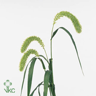 Freshy Setaria It Voll Melk