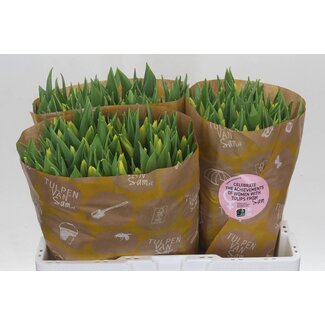 Freshy Tulp enkel Strong Gold