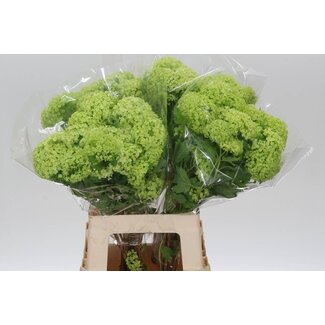 Freshy Sneeuwbal 3 Kop