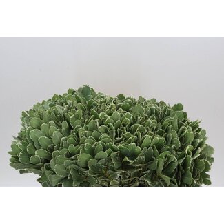 Freshy Pittosporum To Ilan