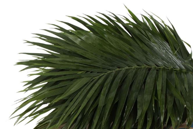 Chamaedorea: Premium Tropical Palm Leaves for Professionals | B2B Flowers