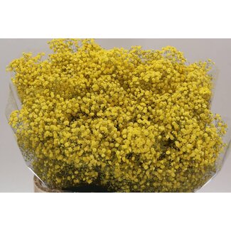 Freshy Gyps Kleurbehandeld Xlence Geel