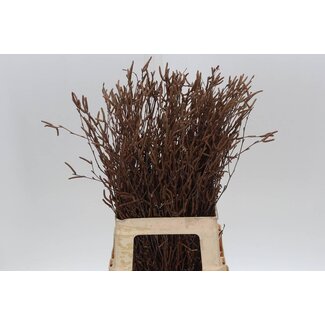 Freshy Berk + vrucht 70cm (p. bos)